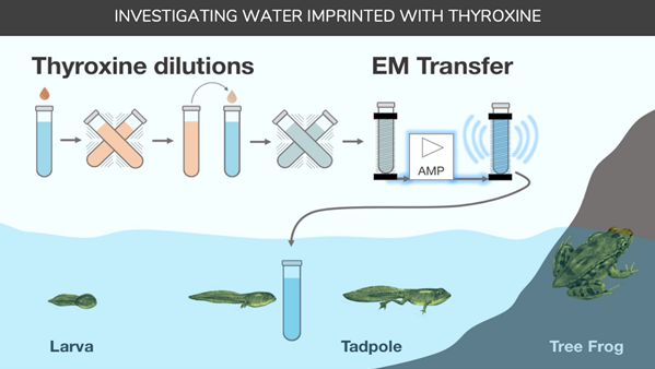 Thyroxine imprinted water